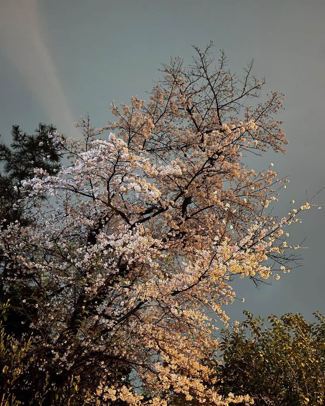 藤井美菜さんのインスタグラム写真 - (藤井美菜Instagram)「. 夜も綺麗な桜🌸 밤에도 예쁜 벚꽃🌸 Cherryblossoms are beautiful even in the night🌸  #夜桜#밤벚꽃#벚꽃#cherryblossom」3月27日 20時50分 - fujii_mina_0715