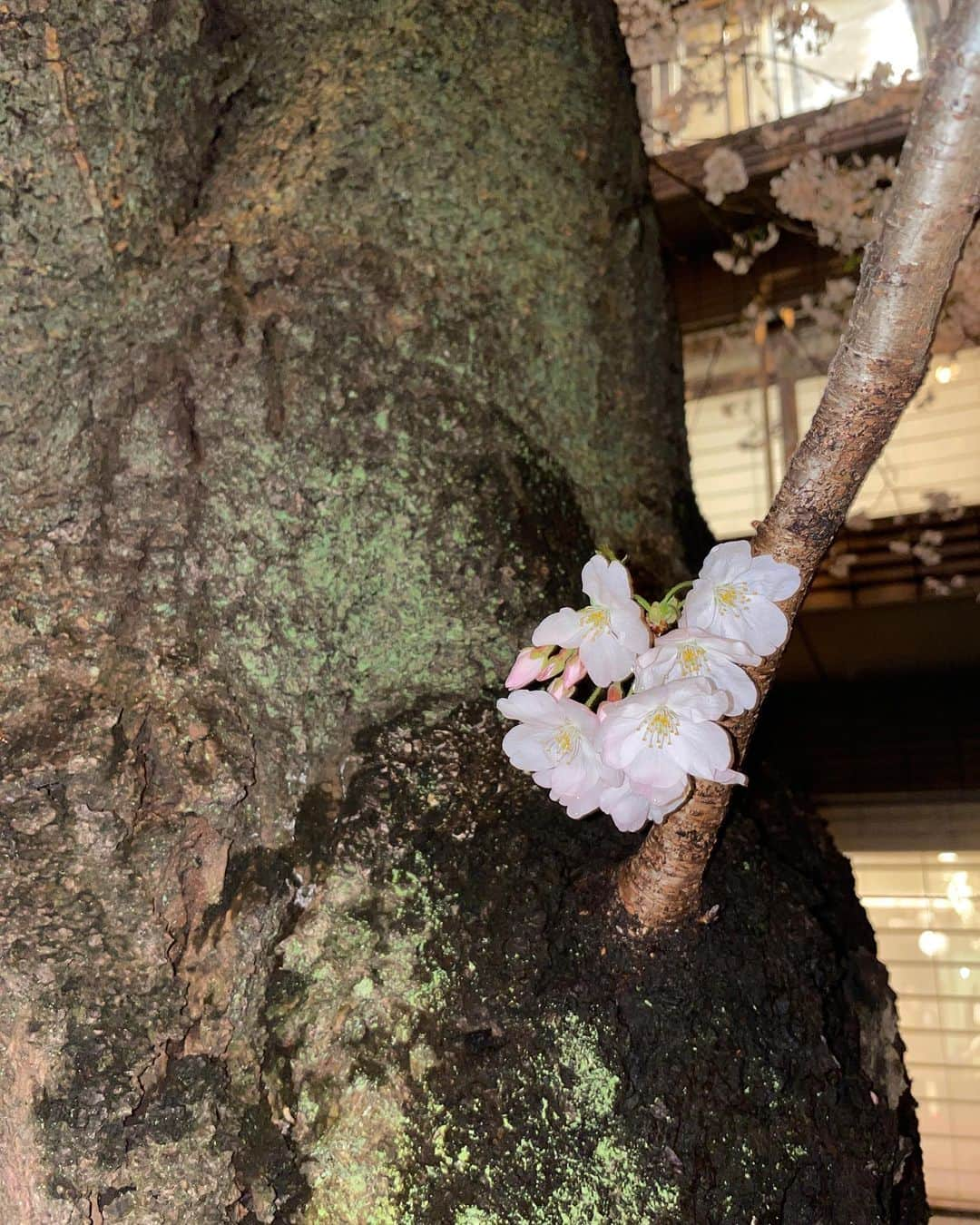 藤井美菜さんのインスタグラム写真 - (藤井美菜Instagram)「. 夜も綺麗な桜🌸 밤에도 예쁜 벚꽃🌸 Cherryblossoms are beautiful even in the night🌸  #夜桜#밤벚꽃#벚꽃#cherryblossom」3月27日 20時50分 - fujii_mina_0715