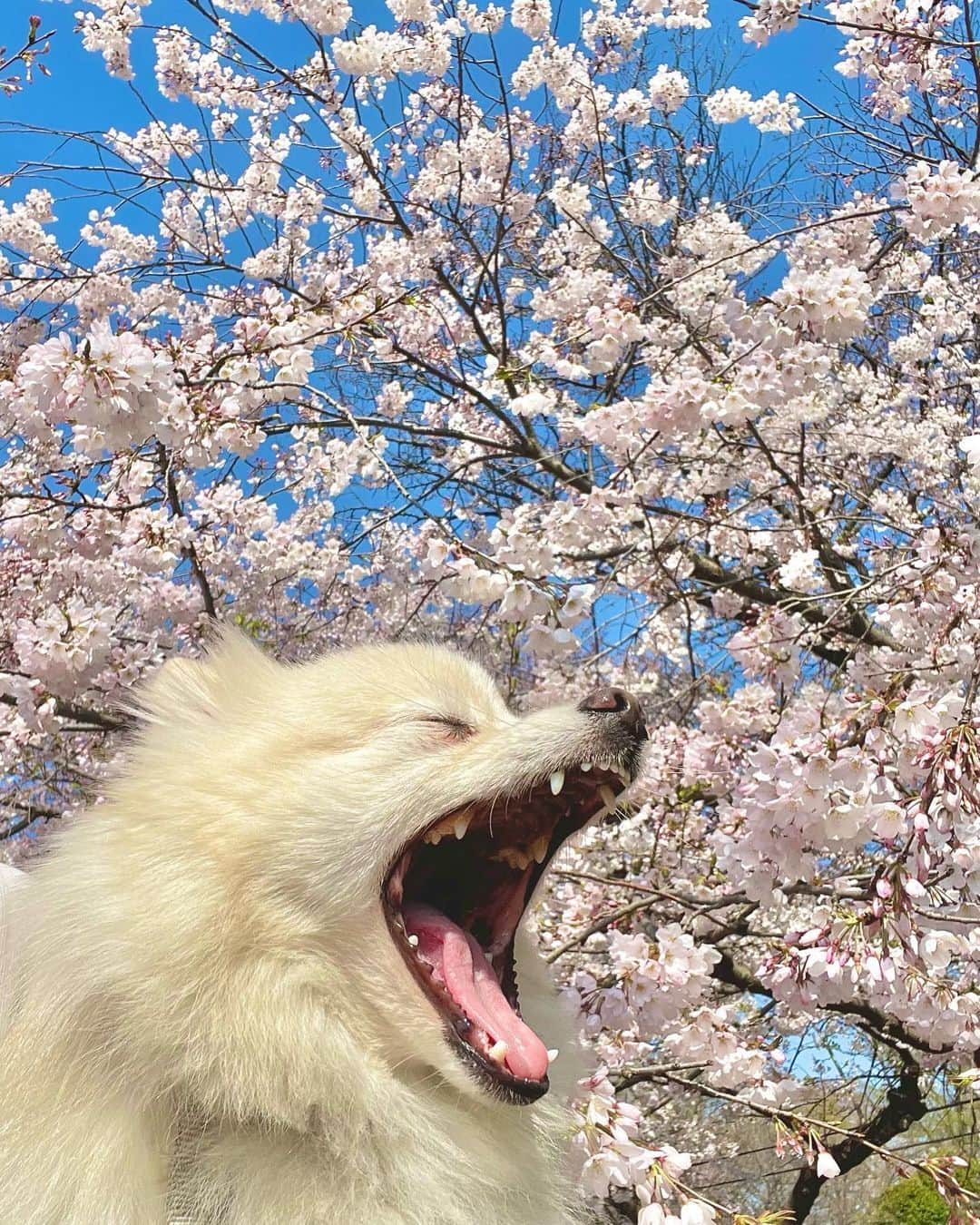 PECO いぬ部さんのインスタグラム写真 - (PECO いぬ部Instagram)「勝手に選抜！お花見ワンコ🌸🐾 「🐶：桜もいいけど、そろそろオヤツ食べない？」 来週のテーマは…　 . . . 「#うるうるな瞳のワンコ🥹」 来週からはこちらのテーマを募集します🐶🐱 #pecoいぬ部 のハッシュハグをつけてぜひ参加してみてね♪ . 今回素敵な投稿してくださったのは… @noharaikka2019 さん . 他にも素敵なお写真がたくさんあるので、ぜひ遊びに行ってみてくださいね♪ . #pecoいぬ部 をつけて投稿すると… PECOのSNSで楽しくご紹介させていただきます:おいしい: #犬 #犬バカ部 #いぬら部 #いぬ部 #わんこ #いぬ #instadog #ilovemydog #ilovedog #dogstagram #dogsofinstagram #doglife #mydogiscutest #todayswanko #doglover  #いぬすたぐらむ #犬のいる暮らし #お花見 #桜 #春ですね #花より団子 #桜とワンコ #ポメラニアン」3月27日 21時00分 - pecodogs