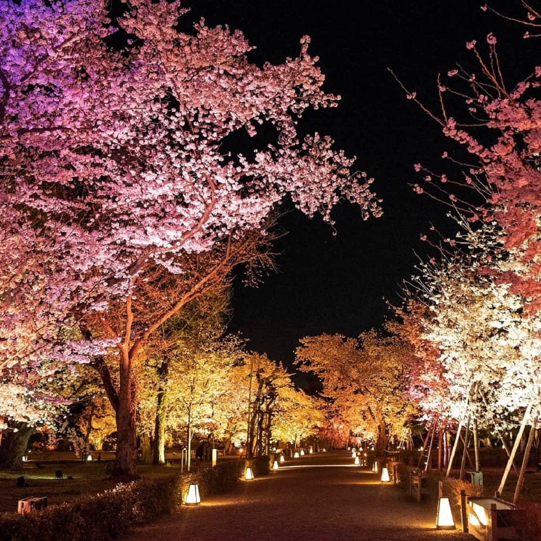 @aroma アットアロマさんのインスタグラム写真 - (@aroma アットアロマInstagram)「- ［NAKED FLOWERS 2023 桜 世界遺産・二条城］ 花の体感型アート展「NAKED FLOWERS 2023 桜 世界遺産・二条城」にて、4月15日（土）まで空間演出を行っています。 ”桜×日本の伝統文化”をテーマに、日本人の桜を愛でる様々な伝統文化がデジタルアート体験にアップデートされ、ネイキッドのために制作した数々のオリジナルアロマとともに二条城の歴史的空間を彩ります。  ［演出箇所・香り］ ■重要文化財 唐門マッピング『桜絵巻』 18 OUSAI GARDEN （オウサイガーデン） 桜の花びらが舞う中にうっとりと身をゆだねるような、 華やかでみずみずしい香り  原料：ゼラニウム、イランイラン、マンダリン、ジャスミン、クラリセージ etc.  ■内堀『DANDELION PROJECT』 16 DANDELION HILL （ダンデライオンヒル） 美しい黄昏時、追憶の糸を辿り記憶を呼び覚ますような、 懐かしく幻想的な香り  原料：四万十ヒノキ、ユズ、グレープフルーツ、青森ヒバ、パチュリetc.   ■香雲亭『春の灯（はるのひ）』 09 花蹲（ハナツクバイ） 身体の中、心まで清めてくれるような、 清涼感溢れる中にほのかに花々を感じる香り  原料：ユーカリ、スペアミント、ラベンダー、カモミール、ネロリ etc.  ■清流園『桜ライトアップ』 01 SECRET GARDEN （シークレットガーデン） 魅惑的でラグジュアリーな印象の、 甘く花々しい特別な香り  原料：ゼラニウム、イランイラン、ベルガモット、サンダルウッド、ベンゾインetc.  ■台所前庭『夜桜茶会』 12　UTAGE「桜彩」（ウタゲ「オウサイ」） 咲き誇る桜花に包まれるような、 奥ゆかしさを持った甘く妖艶な香り  原料：ジャスミン、チュベローズ、イランイラン、ベンゾイン、ミルラetc.   ニ条城ならではのデジタルアート体験、そして約50種300本もの本物の桜が織りなす幻想的な春の夜をお過ごしください。  ■開催概要 『NAKED FLOWERS 2023 桜 世界遺産・二条城』 会場：元離宮二条城 期間：2023年3月17日（金）～4月15日（土） 時間：18:00～22:00（最終入場 21:00）  photo：© naked inc.  #nakedinc #ネイキッド #ataroma #元離宮二条城」3月27日 21時00分 - ataroma_official