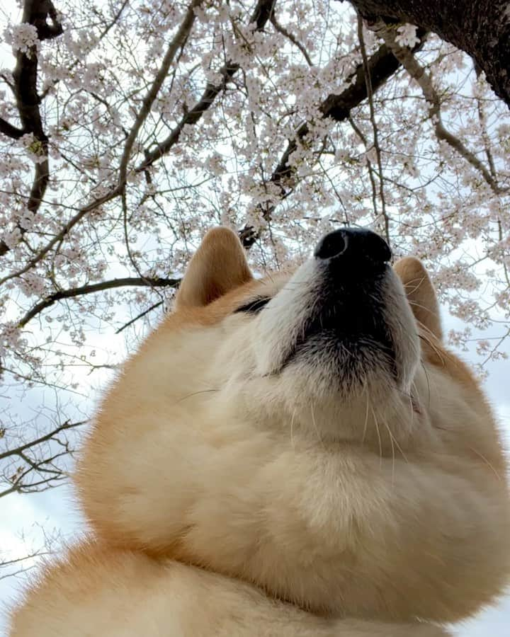 豆柴つむじくんのインスタグラム：「今日も桜と #豆柴 #柴犬 #시바견 #shiba #shibainu #shibastagram #shibalove #shibadog #つむじ #ここ柴部 #記念撮影」