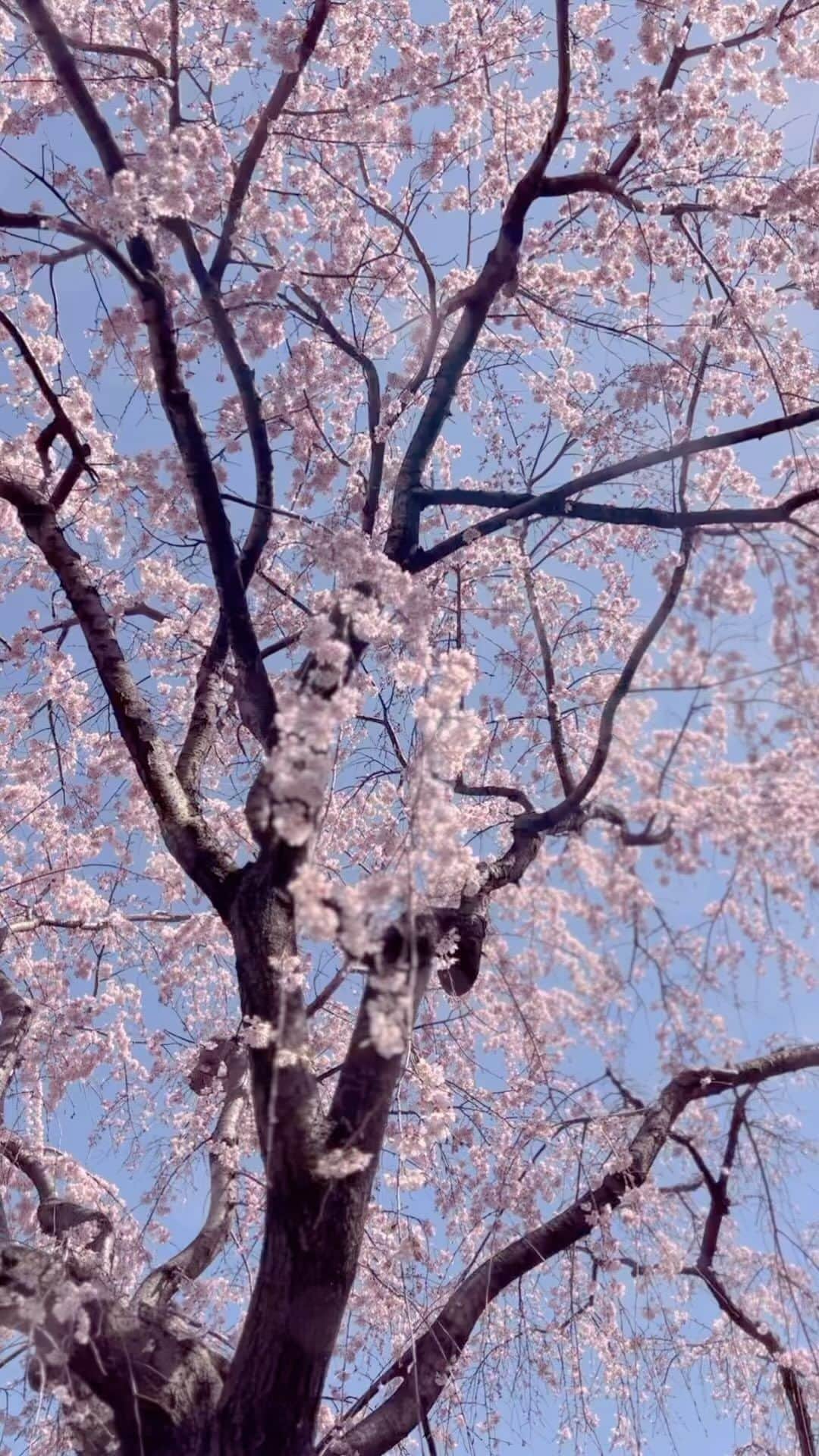 大矢真夕のインスタグラム：「#桜 #さくら🌸 #さくら #桜ピンク #桜並木 #🌸 #🌸🌸🌸 #🌸🌸 #🌸🌸🌸🌸🌸🌸🌸🌸🌸🌸🌸🌸🌸🌸🌸🌸🌸🌸🌸🌸🌸🌸🌸🌸🌸🌸🌸🌸🌸🌸🌸🌸🌸🌸🌸🌸🌸🌸🌸🌸🌸🌸🌸🌸🌸🌸🌸🌸🌸🌸🌸🌸🌸🌸🌸🌸🌸🌸🌸」