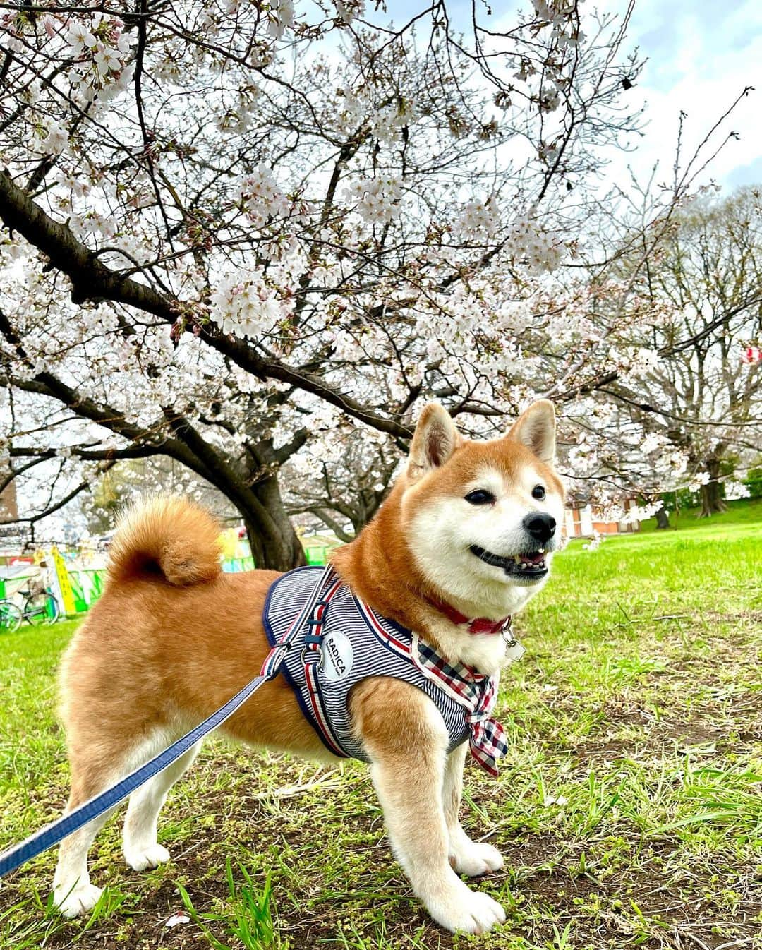 青木美奈実のインスタグラム：「さくらの季節🌸  #柴犬 #しばいぬ #柴犬のいる暮らし #柴犬女の子 #shibainu #柴犬部 #愛媛の柴犬さくらちゃん」