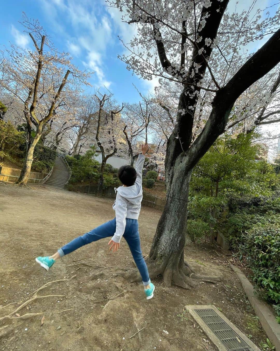 村山輝星のインスタグラム：「きらりとさくら🌸✨②  思いっっっっきりジャンプ！！！  そしてやはり花びらが落ちてくると キャッチしちゃいますよね🌸  #村山輝星 #劇団東俳 #Tプロジェクト #子役 #さくら #桜 #春」