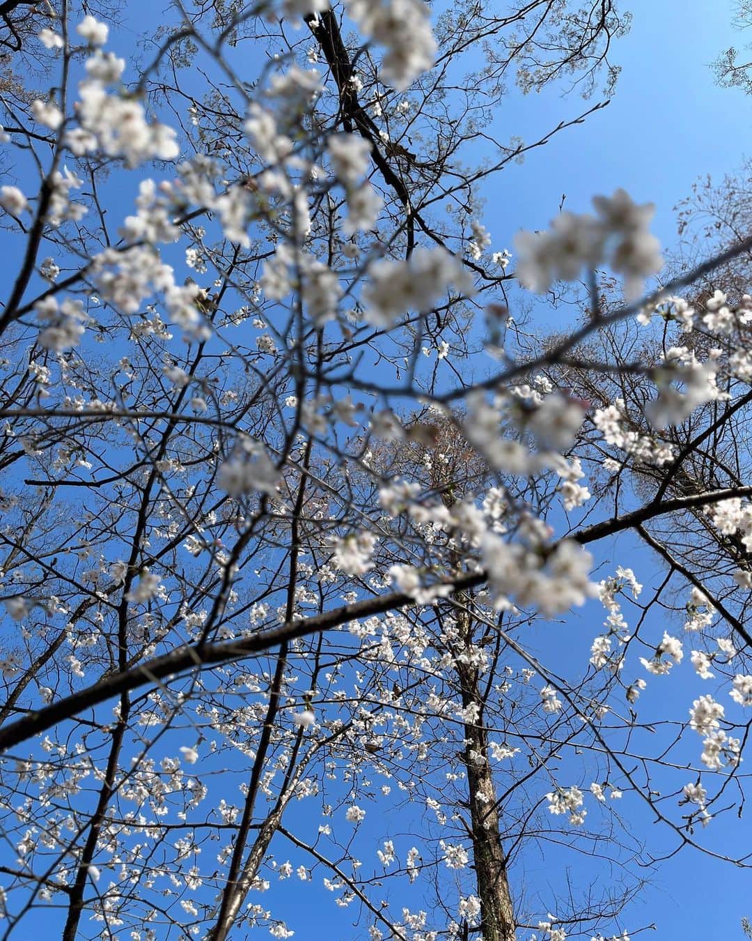 北岡りえのインスタグラム：「保育園の帰りに👶🏻と寄り道して 桜並木をぴゅ〜っと眺めるのが最近の夕暮れの楽しみ🌸  #桜」