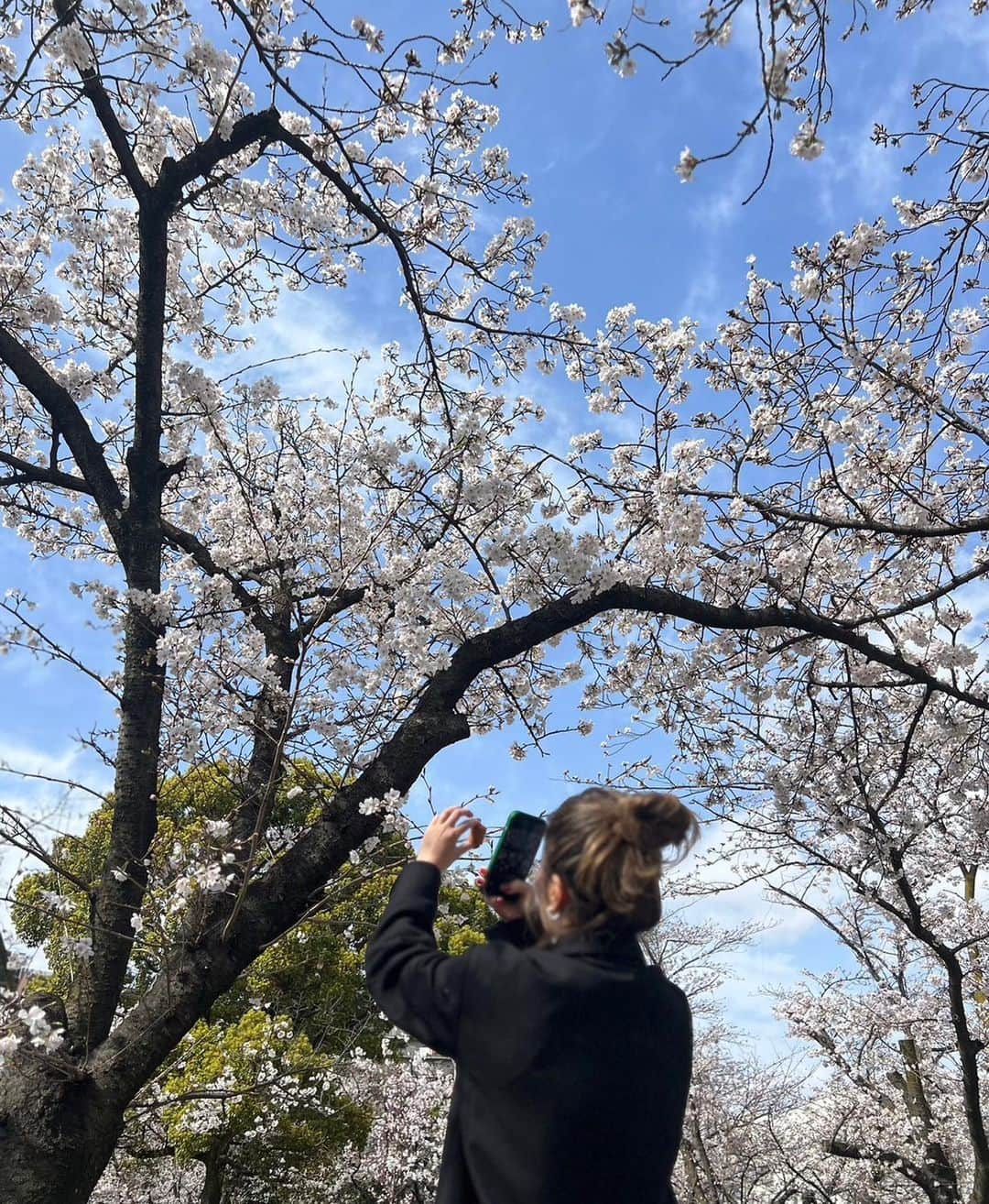 松本明子のインスタグラム：「・ とにかくとにかくとにかく桜が大好き🌸🌸毎日いろんな桜を追いかけています🏃‍♀️青い空とピンクの桜が大好物🍡 明日はどこに追いかけに行こうかしら🥹🌸 ・ #桜#桜スポット #お花見#夙川 #五分咲き  #お花見日和 #芦屋スイーツ#春休み #cherryblossom #japan」