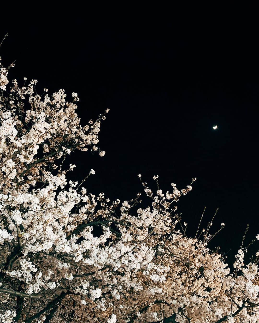 YUMIさんのインスタグラム写真 - (YUMIInstagram)「. 久々に会えた友達と桜の下で 近況報告会してきたよ🌸☺️  桜の下で食べたり飲んだりするのは3年ぶり✨ （ハイボールがいつもの3倍は美味しかった🥴）  オンラインで繋がることも素敵なことだけど、 やっぱりリアルな場で顔を見て 会話をするって大切だなーと改めて実感🫶💓  #桜#sakura#お花見#舞鶴公園#福岡#花見」3月27日 21時20分 - arpkyumi