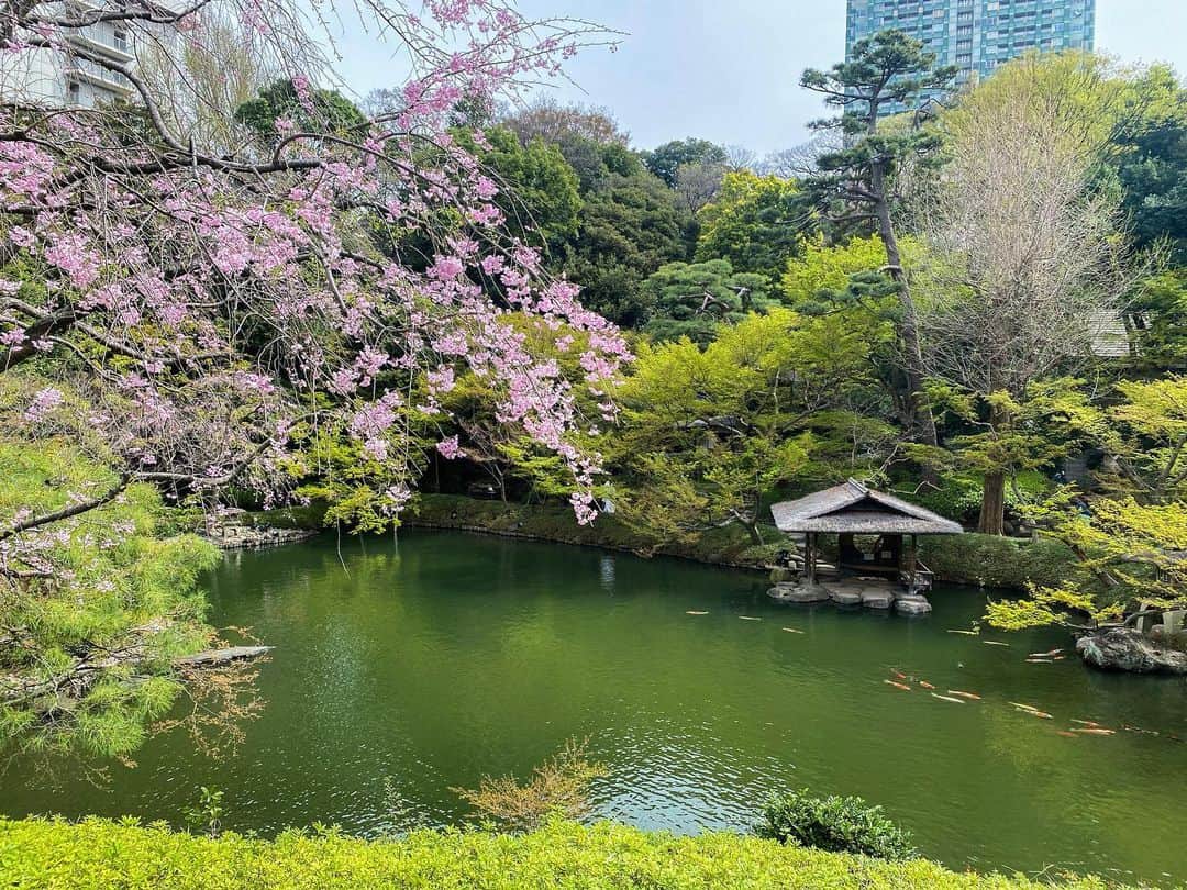 八芳園さんのインスタグラム写真 - (八芳園Instagram)「季節を表す七十二候では「桜始開」の頃。 各地で咲き誇る桜が季節を彩ります。  八芳園では、ソメイヨシノが見頃を迎えました。 池のほとりの枝垂桜も可憐な花をつけております。  心癒される麗かな春のひとときを、 400年以上続く日本庭園でお過ごしください。  《撮影日:2023/3/27(月)》  🌸🌸🌸  #八芳園 #happoen #お花見 #ソメイヨシノ #桜 #日本庭園 #はなすたぐらむ #flowerstagram #flower_daily #花のある暮らし #はなまっぷ #桜吹雪 #お花見スポット  #カメラ部 #キリトリセカイ #写真好きな人と繋がりたい #カメラ好きな人と繋がりたい #ファインダー越しの私の世界  #japanesegarden #tokyotokyo #tokyotrip #japan_of_insta #jp_mood #jp_gallery #dreamyphoto #wonderful_places #bestphoto_japan #japan_daytime_view」3月27日 21時25分 - happoen