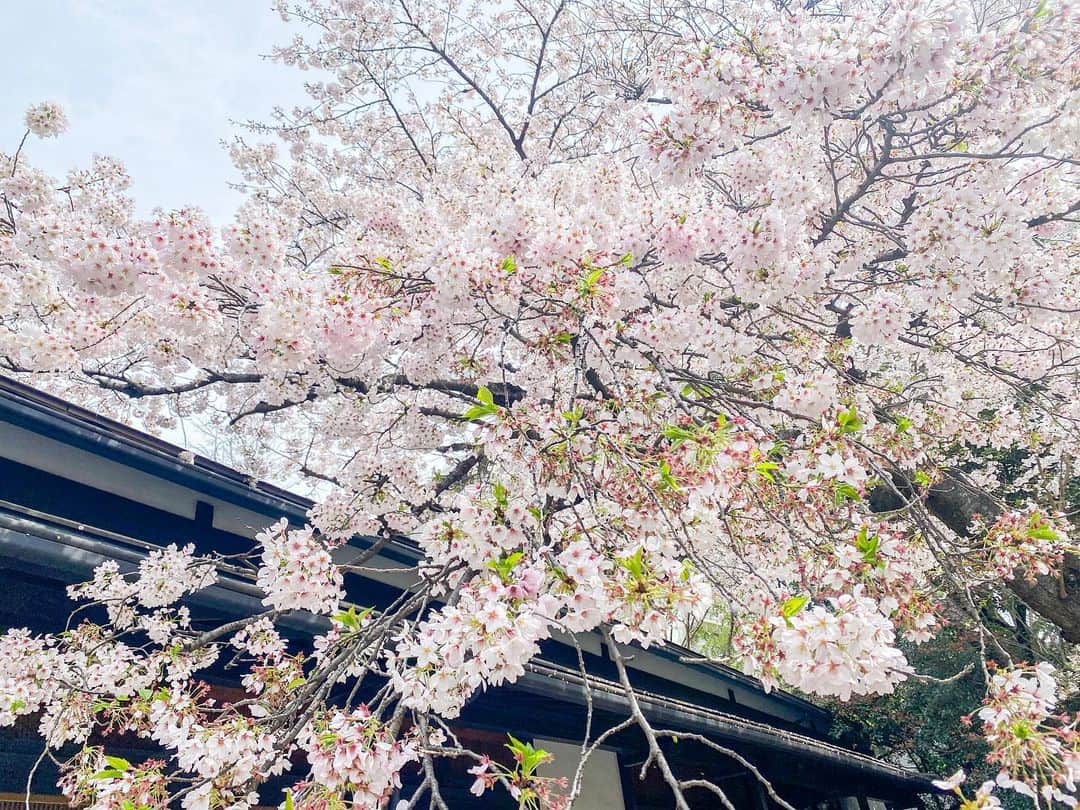 八芳園さんのインスタグラム写真 - (八芳園Instagram)「季節を表す七十二候では「桜始開」の頃。 各地で咲き誇る桜が季節を彩ります。  八芳園では、ソメイヨシノが見頃を迎えました。 池のほとりの枝垂桜も可憐な花をつけております。  心癒される麗かな春のひとときを、 400年以上続く日本庭園でお過ごしください。  《撮影日:2023/3/27(月)》  🌸🌸🌸  #八芳園 #happoen #お花見 #ソメイヨシノ #桜 #日本庭園 #はなすたぐらむ #flowerstagram #flower_daily #花のある暮らし #はなまっぷ #桜吹雪 #お花見スポット  #カメラ部 #キリトリセカイ #写真好きな人と繋がりたい #カメラ好きな人と繋がりたい #ファインダー越しの私の世界  #japanesegarden #tokyotokyo #tokyotrip #japan_of_insta #jp_mood #jp_gallery #dreamyphoto #wonderful_places #bestphoto_japan #japan_daytime_view」3月27日 21時25分 - happoen