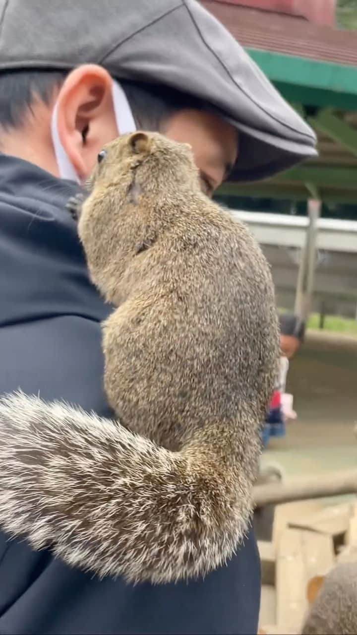 大和未知のインスタグラム：「🐿リス園シリーズ 3🐿  夫の背後に何かが…⁉️  カバンかじられてる‼️  りーすー‼️  🌳🌿―――――――――🌿🌳  夫は何しても好かれる。→嫉妬😅  動物や子供が寄ってくるのだ。 私やクラゲくんଳ 、周りの人にはここまでリスはなつかない‼️  🌳前世は🌳だったに違いない、と私は確信している。→嫉妬している🤣  何もしなくても人も集まってくるし、癒しの波動がすごいのだ。  ┈┈┈┈✂︎  このリス園では、野生のリスたちを間近で見ることができるし手の平に乗る可愛いリスたちと触れ合えることも魅力的でした✨✨✨  リスたちが好む1袋100円のひまわりをちまちまではなくなるべく大量にあげると、一層仲良くなれました✨✨✨👍🌟  #動物 #動物動画 #動物好きな人と繋がりたい #アニマル #animals」