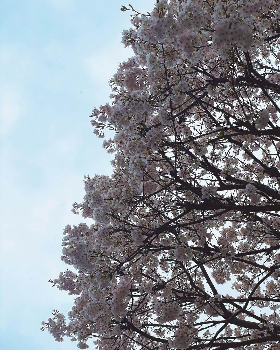 志乃のインスタグラム：「#空スタグラム なん？ ってくらい空の写真しかないんだけど、 実家の横にある桜が綺麗だったからお裾分け🤲🏻🌸 #さくらの日」