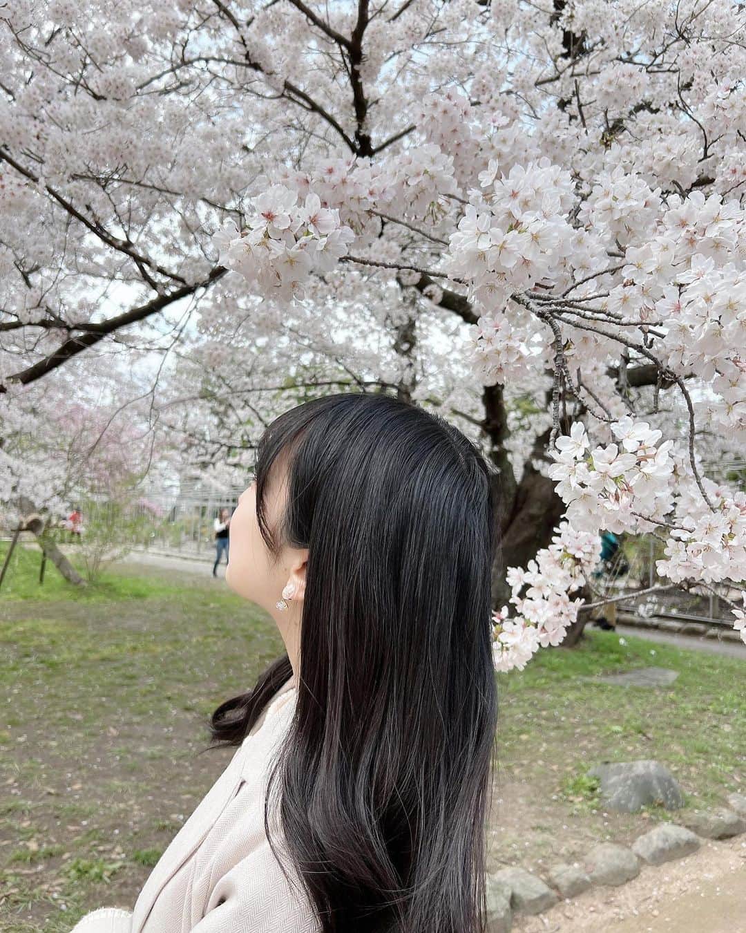 渡部愛加里さんのインスタグラム写真 - (渡部愛加里Instagram)「わかなと桜を見にいきました🌸 私達の最終活動日が満開だったみたいで、、、！ 今日2人で行きました☺️ 福岡に住んで5年ほど経つのですが、舞鶴公園の桜を見たのは初めてでした！ とっても綺麗だった〜！」3月27日 21時36分 - akarin_1018