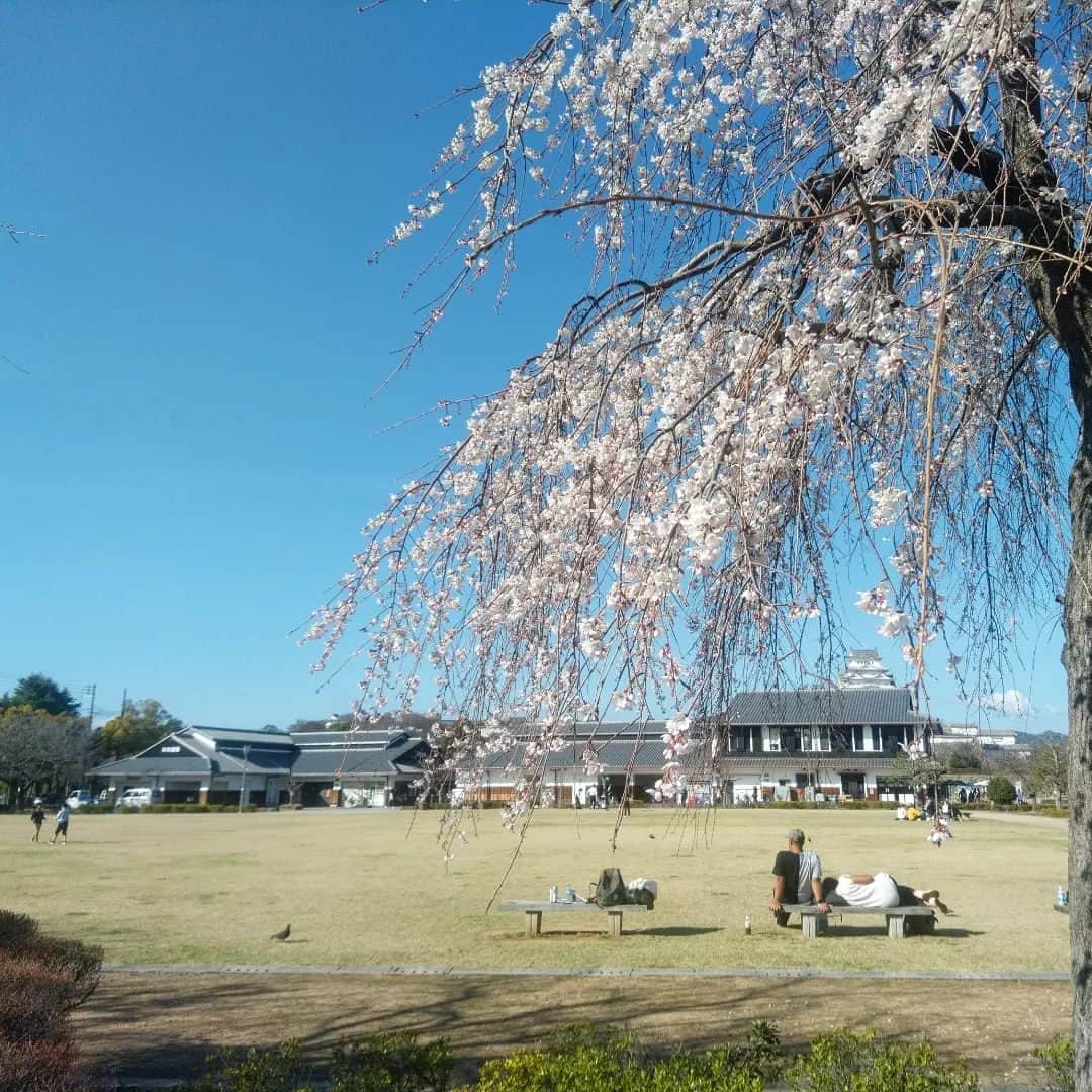 Pho 321 Noodle barのインスタグラム：「---千本の桜の樹の中の　一本の樹の　ひとつの幹の　ひとつの枝の　ひとつの花房の中の　ひとつの花が咲いた　みんなの注目の的　 でも そのひとつぶの花は ひとつぶだけでは桜ではないということを知っている 大島弓子「すばらしき昼食」  桜前線　バトンを渡しながら　ゆっくりと屈伸しながら北上中🗾  march 28th our in-flight meal boxes  for lovely Tuesday ・beef:thit bo bam 牛そぼろ　ミント炒め🌱*new! ・fish:tom yum roast mackerel トムヤム鯖🌶  牛そぼろは初お目見え おひとつからご予約、お取り置き承ります。ジャスミンライス大盛り、パクチー抜き等のご注文も承ります🌿-boxは日々storyに掲載　ご覧くださいませ-  April 1st&2nd garage saleの日程も近付いて来ました。 パーツの細部　materialの質感を👀や手のひらで楽しみながら　landscape productsの活動のarchiveに触れていただける貴重な機会となります。初めて千駄ヶ谷にいらっしゃる方にも　ぜひ　足を運んでいただきたいです。 -どうか　お天気模様に恵まれますように-  明日も自家製デリ、pho、bun　たっぷりご用意して　11:30amより原宿cabin102号室にてスタッフ一同お待ちしております🚪🍒🔧  *写真は 岡山にchinese steamed cakesのmaterialを仕入れに行った帰りの一枚です  --------- 〈pho321noodle bar flight schedule in March〉  *March 28th (tue.)tomorrow  *March 29th (wed.)be a good neighbor coffee kiosk sendagaya  13th anniversary📮  *March 30th (thurs.)3rd start  *March 31th (fri.)last flight in March🌈  🚤nearest station🚇　7-13min.on foot ⚫︎Harajuku station(JR),Meiji jingumae station(tokyo metro chiyoda line) ⚫︎Kitasando station(fukutoshin line) ⚫︎National stadium station(oedo line),Sendagaya station(chou sobu line)  #pho321noodlebar #pho321 #beagoodneighbor #姫路城 #桜前線　#garagesale #inflightmeal　#vietnamesefood #すばらしき昼食　#landscapeproducts」