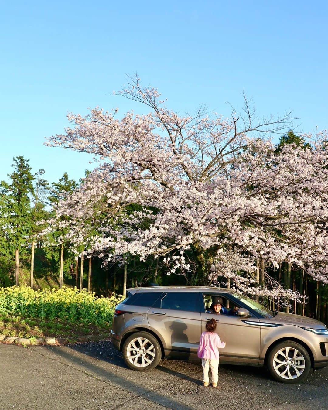 都倉賢さんのインスタグラム写真 - (都倉賢Instagram)「満開の桜と菜の花を求めて白木峰高原へ車を走らせると…🚘  昨年白木峰高原に行った時はタイミングが少し遅く、葉桜になってしまっていたので今年こそは満開の桜と菜の花を見たい！！！と思い楽しみに予定していた日はあいにくの雨…だったんですが粘って待っていると奇跡的に晴れ間が広がってきました。  長崎はちょっと行くと綺麗な海や息を呑むほどの素敵な景色がそこらじゅうにあります！  季節ごとに長崎の魅力を楽しみにしながら車と共に素敵な長崎をこれからも探しに行きたいと思ってます！！！  そんな長崎の魅力があるところに都倉家を連れて行ってくれる相棒（車）をフリーウェイさん @freeway1995gc にサポートしてもらっています！  フリーウェイさんでは車の購入から整備まで、車の事ならなんでも相談出来ますのでお困りの事がありましたらフリーウェイまで！！！  #discovernagasaki #nagasaki #長崎」3月27日 21時39分 - tokuraken