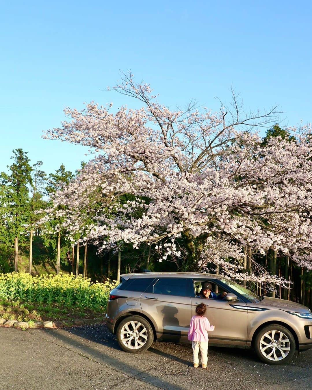 都倉賢のインスタグラム：「満開の桜と菜の花を求めて白木峰高原へ車を走らせると…🚘  昨年白木峰高原に行った時はタイミングが少し遅く、葉桜になってしまっていたので今年こそは満開の桜と菜の花を見たい！！！と思い楽しみに予定していた日はあいにくの雨…だったんですが粘って待っていると奇跡的に晴れ間が広がってきました。  長崎はちょっと行くと綺麗な海や息を呑むほどの素敵な景色がそこらじゅうにあります！  季節ごとに長崎の魅力を楽しみにしながら車と共に素敵な長崎をこれからも探しに行きたいと思ってます！！！  そんな長崎の魅力があるところに都倉家を連れて行ってくれる相棒（車）をフリーウェイさん @freeway1995gc にサポートしてもらっています！  フリーウェイさんでは車の購入から整備まで、車の事ならなんでも相談出来ますのでお困りの事がありましたらフリーウェイまで！！！  #discovernagasaki #nagasaki #長崎」