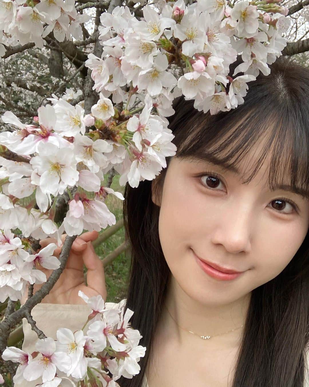 道重佐保のインスタグラム：「お花見🌸  と言ってもお散歩にちょっと見かけることが出来た程度なのですが、、、 東京はちょうど満開な所が多いですねぇ 今年はしっかり外出出来そうやからお花見しに行きたいんです！ 桜見れるスポット、おすすめあったら教えて欲しい……🥰  #ワンピース1枚で着れる季節嬉しいね🫶  #sakura#cherryblossom#桜#🌸#spring #hotasian#asianbeauty#asianbabe#blackhair#asiangirls#portrait#japanesegirl⁡#人像攝影#被写体⁡#健康美#彼女感#日本的#道重佐保#michishigesaho」
