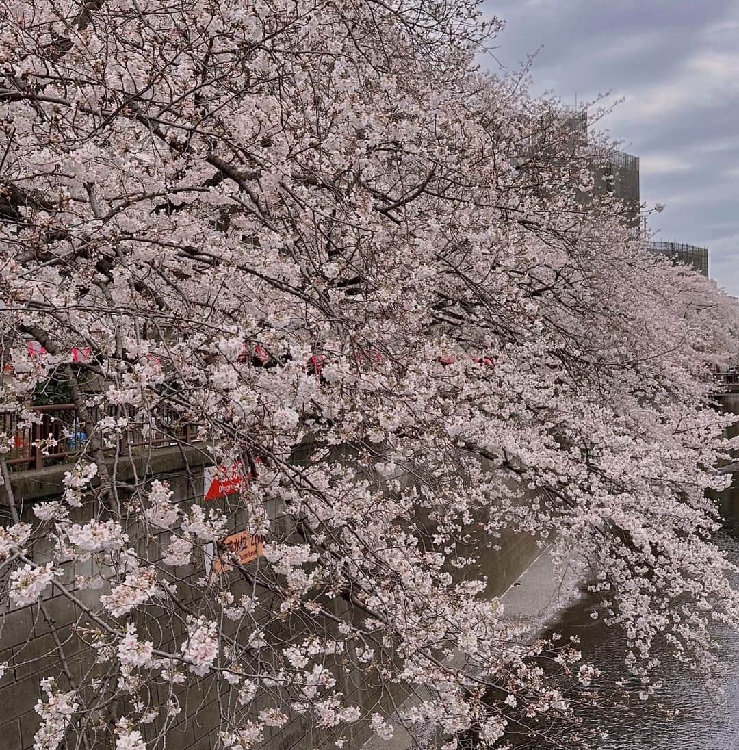 高島礼子さんのインスタグラム写真 - (高島礼子Instagram)「この季節、どこに行っても美しい桜に🌸出会えて 癒されますね🌸  #桜 #癒される #春」3月27日 21時45分 - reico.official