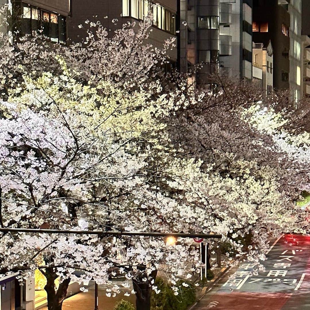 高島礼子さんのインスタグラム写真 - (高島礼子Instagram)「この季節、どこに行っても美しい桜に🌸出会えて 癒されますね🌸  #桜 #癒される #春」3月27日 21時45分 - reico.official