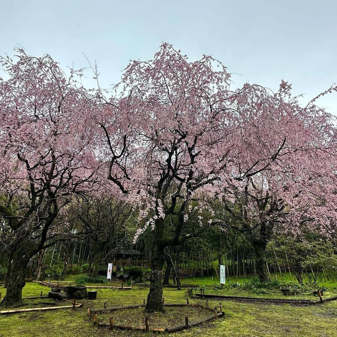 高島礼子さんのインスタグラム写真 - (高島礼子Instagram)「この季節、どこに行っても美しい桜に🌸出会えて 癒されますね🌸  #桜 #癒される #春」3月27日 21時45分 - reico.official