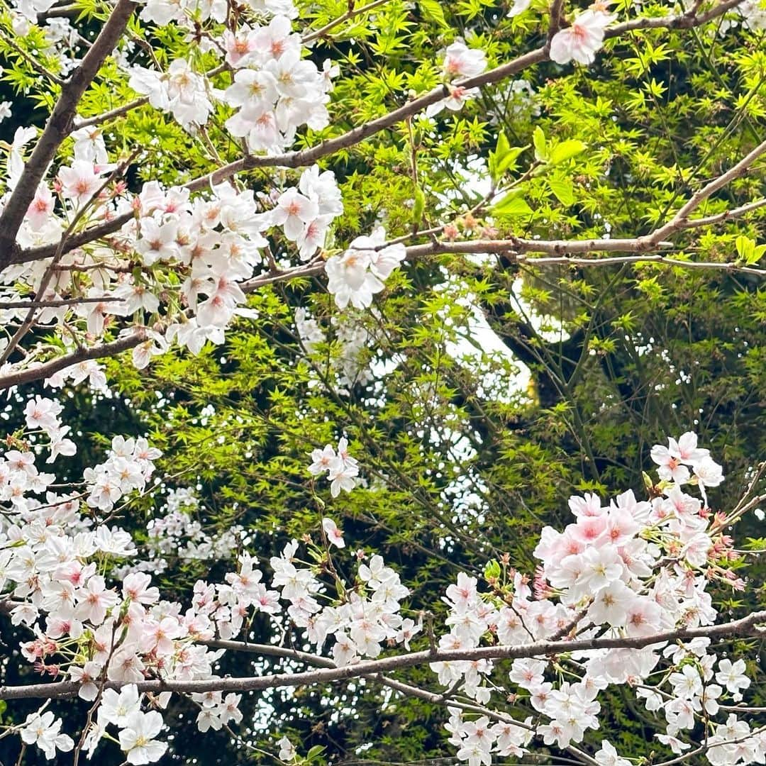 高島礼子さんのインスタグラム写真 - (高島礼子Instagram)「この季節、どこに行っても美しい桜に🌸出会えて 癒されますね🌸  #桜 #癒される #春」3月27日 21時45分 - reico.official