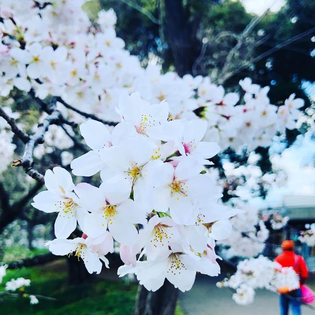 水谷さるころのインスタグラム：「今年の桜、それなりに楽しんだかも。」
