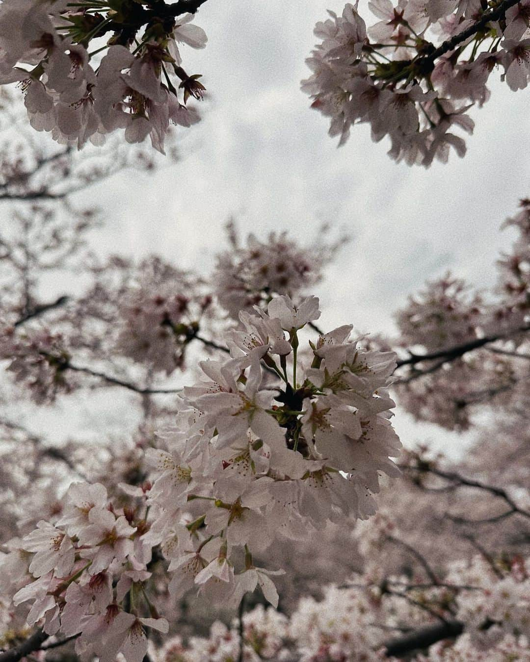 丸山龍星さんのインスタグラム写真 - (丸山龍星Instagram)「代々木公園でお花見してきました〜🌸  #yoyogipark #zara #facetasm #gu #nike  #supreme #starbucks」3月28日 20時00分 - ryusei_maruyama