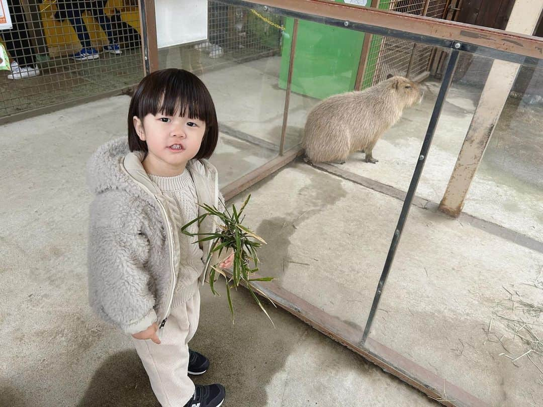 高見まなみさんのインスタグラム写真 - (高見まなみInstagram)「今年も動物にエサやり旅。 カピバラ×たいちゃんが癒しすぎた🌿  たいちゃんは行きの車のなかで、なぜか急にカワウソの顔マネをやり出して、ずっとやってた。（ゾウさんに乗ってるやつ。このゾウさん、思いのほかスピードが出て焦った😂） 兄には行きの車のなかで、買ったばかりのキッズフォンの使い方を教えていて、一番最初にママに何かメールしてって言ったら、まさかの、"空がきれい"と送ってきた。外は雨だったから驚いた。どちらも忘れたくないから書いておく。  #3歳8ヶ月  #8歳10ヶ月  #那須サファリパーク  #りんどう湖ファミリー牧場」3月27日 22時05分 - manami_takami