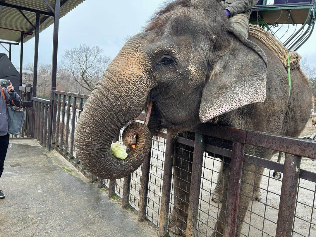 高見まなみさんのインスタグラム写真 - (高見まなみInstagram)「今年も動物にエサやり旅。 カピバラ×たいちゃんが癒しすぎた🌿  たいちゃんは行きの車のなかで、なぜか急にカワウソの顔マネをやり出して、ずっとやってた。（ゾウさんに乗ってるやつ。このゾウさん、思いのほかスピードが出て焦った😂） 兄には行きの車のなかで、買ったばかりのキッズフォンの使い方を教えていて、一番最初にママに何かメールしてって言ったら、まさかの、"空がきれい"と送ってきた。外は雨だったから驚いた。どちらも忘れたくないから書いておく。  #3歳8ヶ月  #8歳10ヶ月  #那須サファリパーク  #りんどう湖ファミリー牧場」3月27日 22時05分 - manami_takami