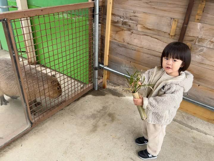 高見まなみのインスタグラム：「今年も動物にエサやり旅。 カピバラ×たいちゃんが癒しすぎた🌿  たいちゃんは行きの車のなかで、なぜか急にカワウソの顔マネをやり出して、ずっとやってた。（ゾウさんに乗ってるやつ。このゾウさん、思いのほかスピードが出て焦った😂） 兄には行きの車のなかで、買ったばかりのキッズフォンの使い方を教えていて、一番最初にママに何かメールしてって言ったら、まさかの、"空がきれい"と送ってきた。外は雨だったから驚いた。どちらも忘れたくないから書いておく。  #3歳8ヶ月  #8歳10ヶ月  #那須サファリパーク  #りんどう湖ファミリー牧場」