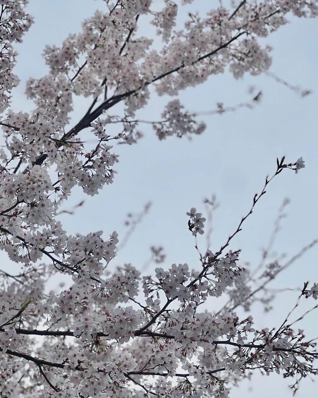 金川紗耶さんのインスタグラム写真 - (金川紗耶Instagram)「桜🌸」3月27日 21時58分 - saya.kanagawa_official