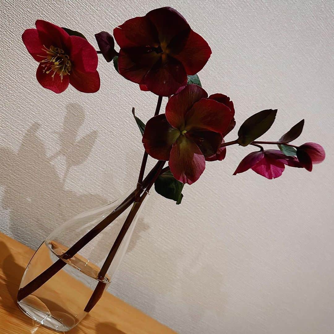 井上ほの花さんのインスタグラム写真 - (井上ほの花Instagram)「🌟🐻  お花たちを机に並べてみたら可愛かった みんな違ってみんないい」3月27日 21時59分 - milky_milky0209