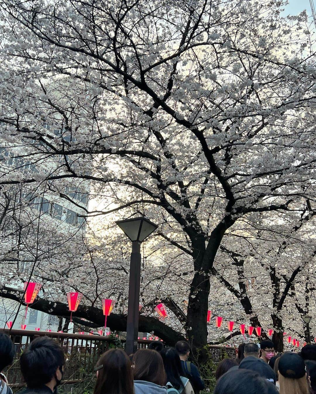 福岡みなみさんのインスタグラム写真 - (福岡みなみInstagram)「・ Sakura🌸  #sakura #🌸 #cherryblossom  #目黒川」3月27日 22時00分 - fukuokaminami373