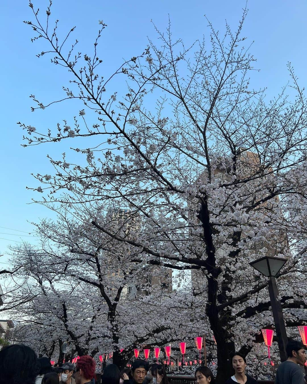 福岡みなみさんのインスタグラム写真 - (福岡みなみInstagram)「・ Sakura🌸  #sakura #🌸 #cherryblossom  #目黒川」3月27日 22時00分 - fukuokaminami373