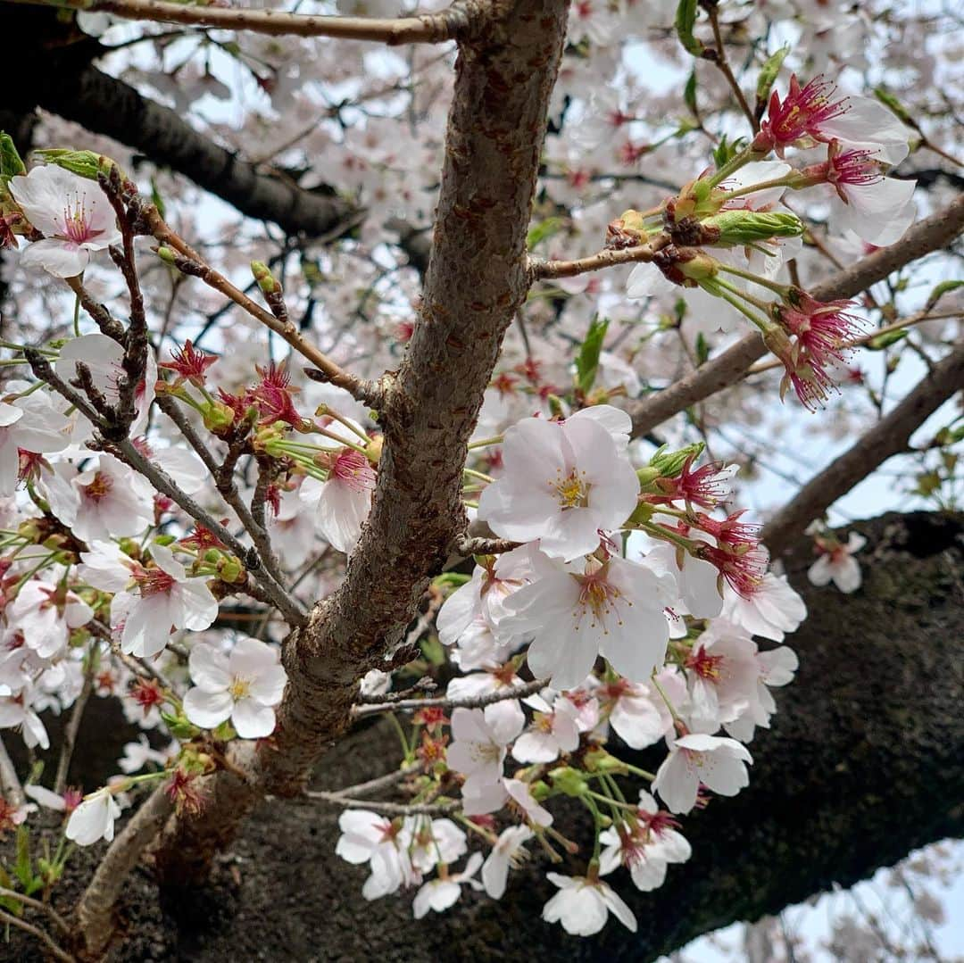 瑞羽奏都（水谷美月）のインスタグラム：「ボートレース桐生周辺の桜も見頃でした🌸雨も降っていたけど、そこまで大きく散ることもなく…😊  ボートレース桐生『みどり市発足17周年記念市議会議長杯』3日間のピットリポート担当でした🧛‍♂️今年度最終節。今シリーズは5日間のミドルシリーズなので、今日が予選最終日。予選トップは、佐藤博亮選手でした👏  明日は準優勝戦です🚤 私はまた明後日の最終日担当で桐生戻って来ます(笑)  #ボートレース #ボートレース桐生 #競艇 #ボートレーサー #桐生#ドラキリュウ #ナイターレース #ピットリポート #桜」