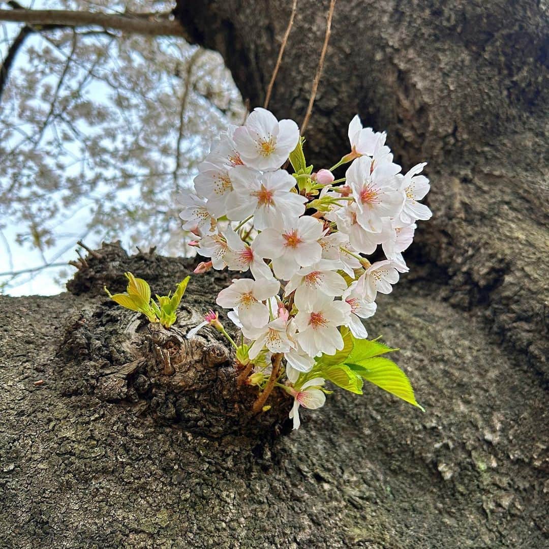 純名里沙さんのインスタグラム写真 - (純名里沙Instagram)「なかなか晴れてくれない東京🌸  そんな中、帰り道、ひと気の少ない桜の小径を見つけたので、ちょっと車を駐車場に停めて寄り道散歩^ - ^🍀  花曇りの中、鳥たちが元気に春よ🕊春よ🕊と鳴いていました♡  #桜 #さくら #🌸 #花曇り🌸 #鳥のさえずり #都会の春 #見つけた #今日は #桜の日 #なんですって #後から知りました ^ - ^」3月27日 22時07分 - risajunna3158