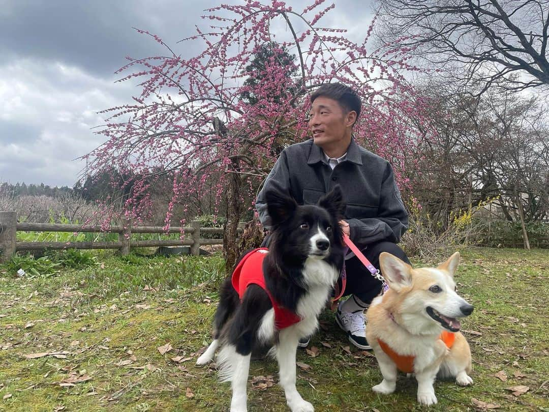 田上大地のインスタグラム：「今日のオフは田上町へ行ってきました！  まずはYOU遊ランドへ行きましたが、まさかの休館日😅  仕方なく、梅まつりへ行きましたが、昨日の雨のせいか少ししか咲いてませんでした🌸笑  もっと早く来れば良かった😅  近くの『見晴らしの丘』まで散歩しました🚶‍♂️🐶🐶 いいお散歩コースでした！  お昼は気になっていた『寿し処栄蔵』さんへ。  美味しいのに値段も手頃で、なにより女将さんが気さくに話しかけてくれました！笑  プチ情報ですが、女将さんはジャニーズのSnow Manが好きらしいです😂 Snow Man好きの人はぜひ。笑  もちろんアルビのことも応援してました🧡💙  最後に道の駅たがみへ寄って帰路につきました🚗  皆さんも、自分なりのお気に入りのコース見つけてみてください👍  #アルビレックス新潟 #albirex #田上町 #YOU遊ランド #梅まつり #寿し処栄蔵 #やさしい道の駅たがみ」