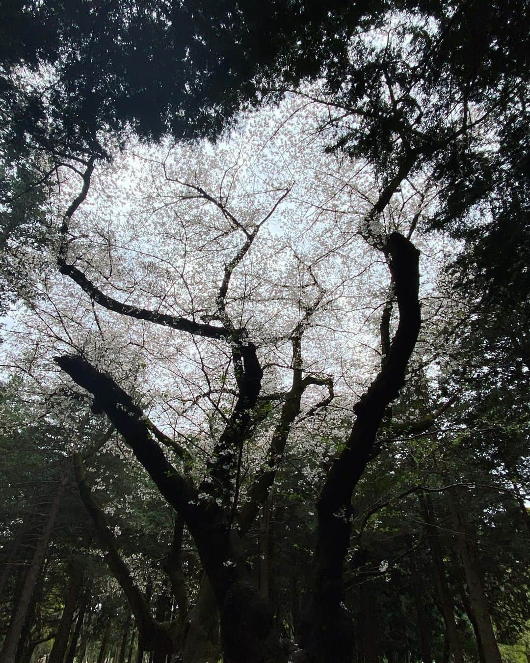 佐藤奈々子のインスタグラム：「桜の闇 美しい声も 悲しい声も 沈黙の歓喜」