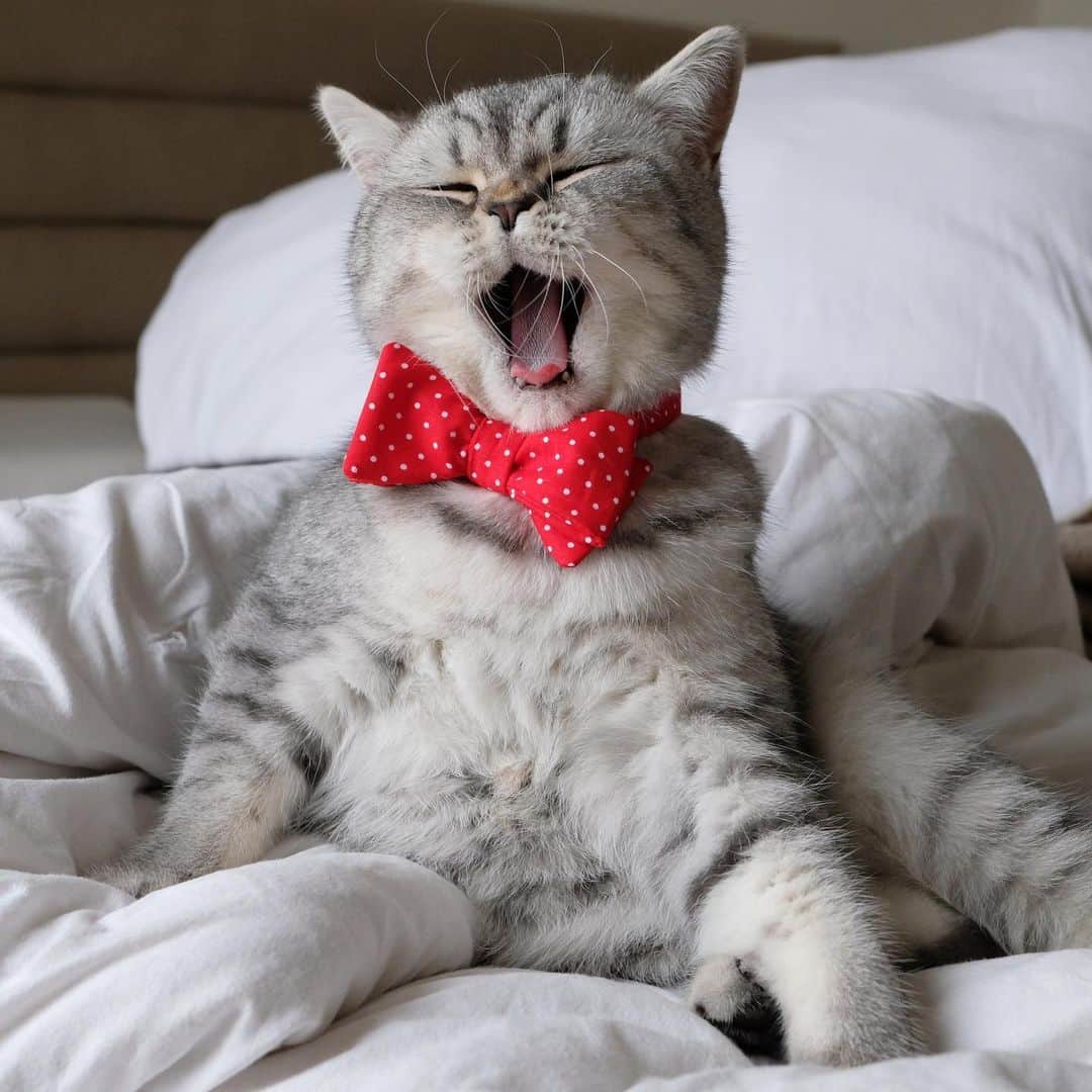 catinberlinさんのインスタグラム写真 - (catinberlinInstagram)「Have a great weeeek! ❤️ catinberlin.com  #catinberlin #cats #cat #catsofinstagram #catstagram #kitty #pets #petsofinstagram #animals #weeklyfluff #fluffy #cute #adorable #cuteanimals #bowtie #love」3月27日 22時23分 - catinberlin