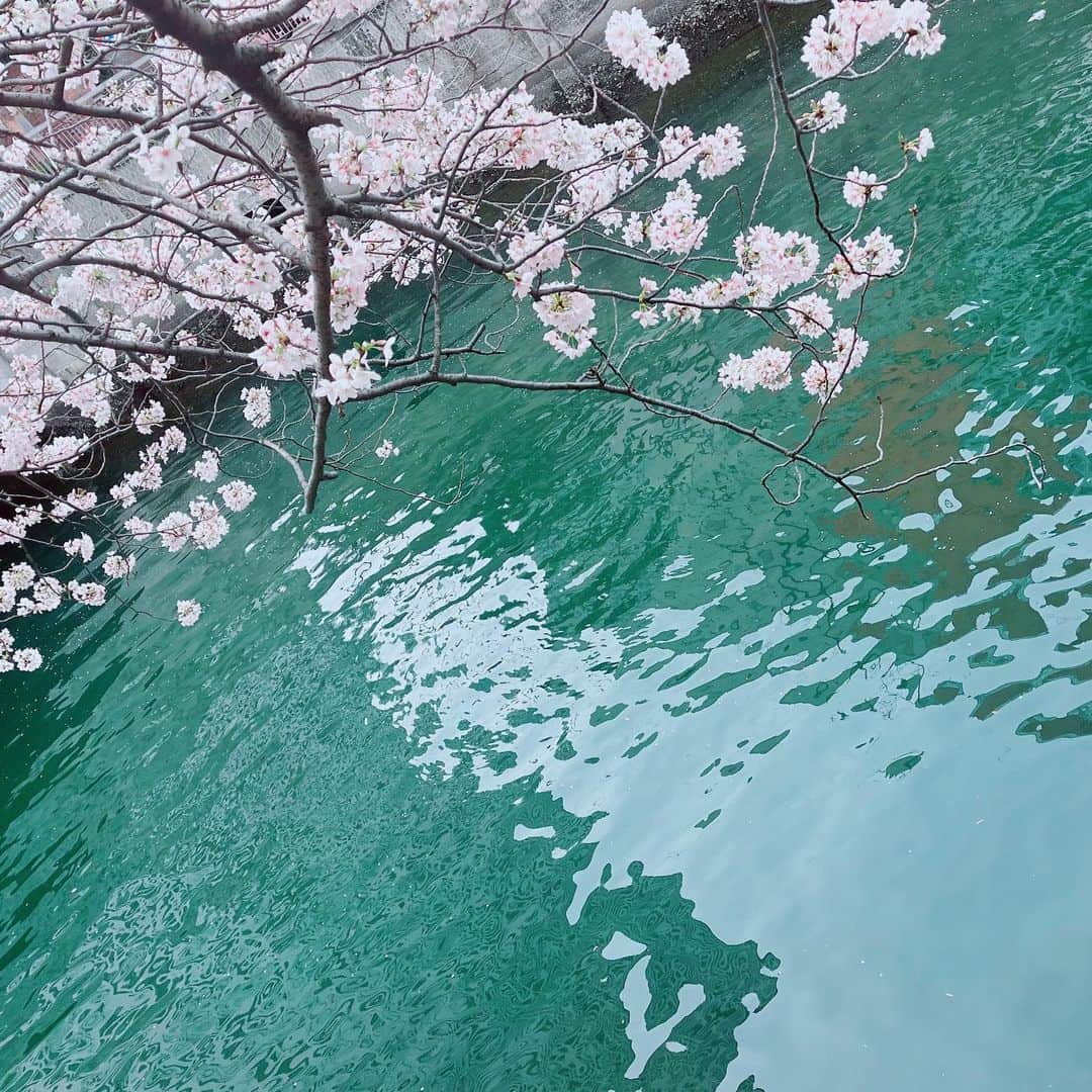 辻詩音さんのインスタグラム写真 - (辻詩音Instagram)「エメラルドと桜。 一生見ていられる、このコンビ。 みなさんは、春あつめしましたか？🌸  #春あつめ #桜 #お花見  #エメラルド」3月27日 22時19分 - shiontsuji