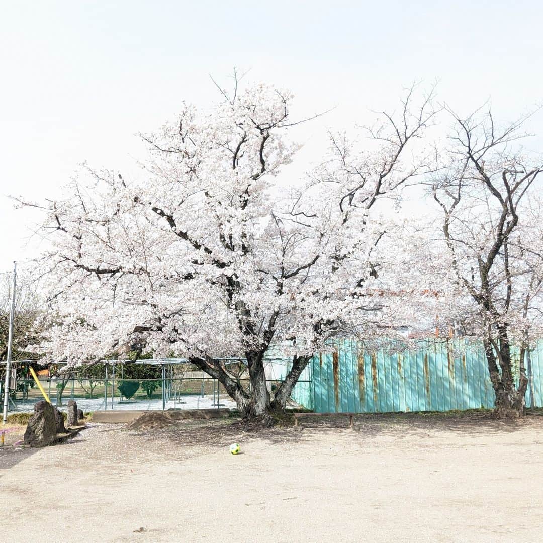 広瀬住宅計画さんのインスタグラム写真 - (広瀬住宅計画Instagram)「日ごとに春めいてきましたね。皆様、いかがお過ごしでしょうか？  近所の神社で今年も桜がきれいに咲いたのでご紹介します☆  春の到来とともに、皆様にもより一層の幸せが訪れますように！  ・・・・・・・・  群馬県の家づくり『広瀬住宅計画』  特徴：”住み心地”を追求した真面目な家づくり 春夏秋（春）　冬を忘れる快適住まい  ・・・・・・・・ 体感モデルハウス 〇群馬県前橋市 〇埼玉県本庄市 ・・・・・・・・  こちらもご覧ください http://hirose-sc.com/zeh_lp/  #ZEHハウス#すっきり暮らす #快適な住まい#子供のいる暮らし#自由設計#群馬の工務店#注文住宅#マイホーム#マイホーム計画#マイホーム計画中の人と繋がりたい#家づくり#健康住宅#高気密高断熱#広瀬住宅計画#群馬で家を建てる#前橋ママ#高崎ママ#建替え#空気がキレイ」3月28日 9時17分 - hirose_weh