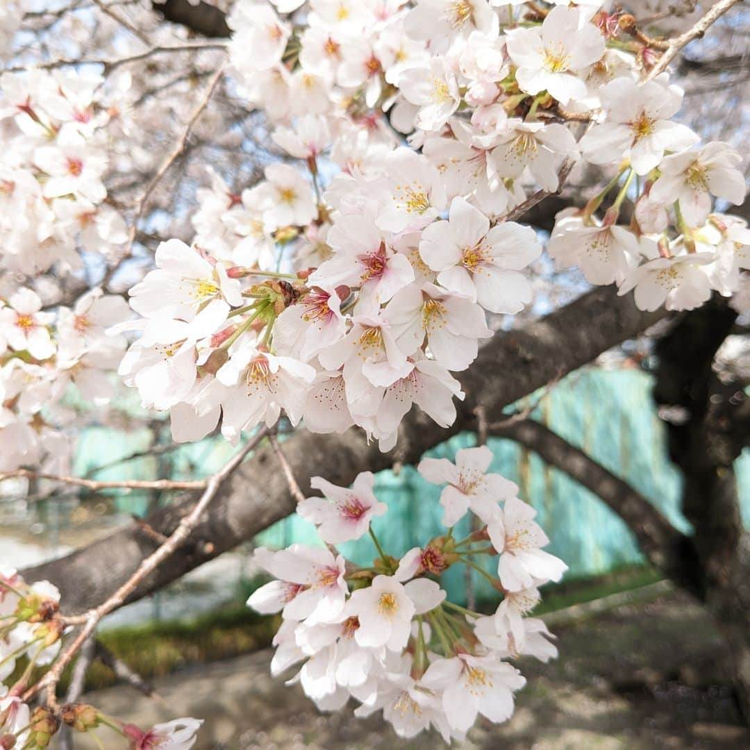 広瀬住宅計画のインスタグラム：「日ごとに春めいてきましたね。皆様、いかがお過ごしでしょうか？  近所の神社で今年も桜がきれいに咲いたのでご紹介します☆  春の到来とともに、皆様にもより一層の幸せが訪れますように！  ・・・・・・・・  群馬県の家づくり『広瀬住宅計画』  特徴：”住み心地”を追求した真面目な家づくり 春夏秋（春）　冬を忘れる快適住まい  ・・・・・・・・ 体感モデルハウス 〇群馬県前橋市 〇埼玉県本庄市 ・・・・・・・・  こちらもご覧ください http://hirose-sc.com/zeh_lp/  #ZEHハウス#すっきり暮らす #快適な住まい#子供のいる暮らし#自由設計#群馬の工務店#注文住宅#マイホーム#マイホーム計画#マイホーム計画中の人と繋がりたい#家づくり#健康住宅#高気密高断熱#広瀬住宅計画#群馬で家を建てる#前橋ママ#高崎ママ#建替え#空気がキレイ」