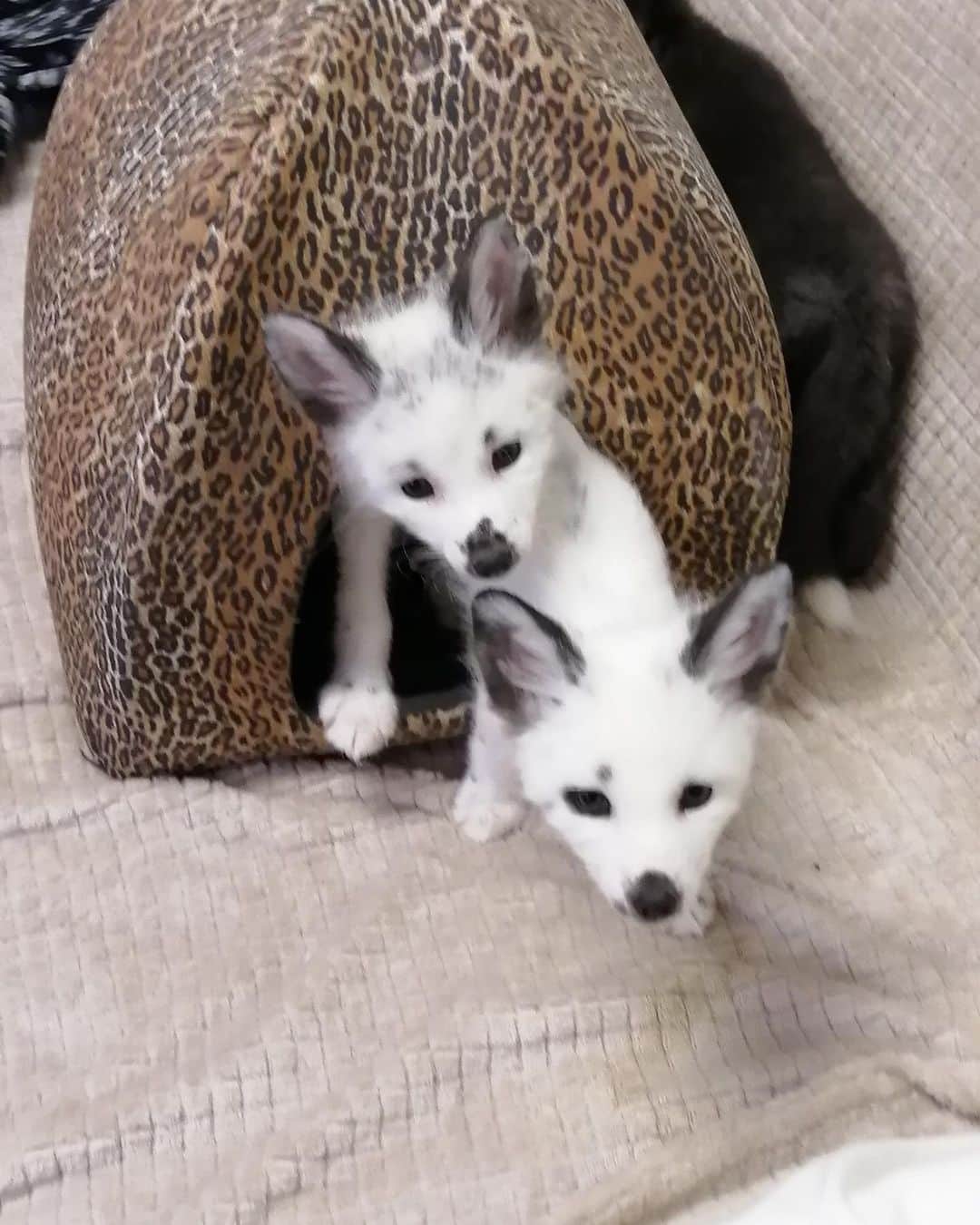 Rylaiのインスタグラム：「Who has baby fever?? Panda & Her Pals when they were tiny babies living in RU. How can you not fall in love? We did… and that live inspired us to find a way to bring these babies to the center in 2020.  Now you all know them as the #novosibirsk9 - such precious little lives, so full of hope…. So full of trust… but in so many places that hope turns into despair - the trust turns into fear…. How can humans be so mean? How can humans be so cruel. How do we have an industry where these precious souls are treated so horribly for vanity? For fashion?  We do not understand how fur farms can still be legal, how the treatment of animals can be so cruel for human vanity? This is something we must stop- this is something we can change… join us as we help to provide more lives with hope and more lives with joy….  . We have a rescue in the planning stage and will be sharing details on this fur farm rescue… we have been asked to provide a forever home to one group of foxes and another group of canids.  We recently received a donation that will be used to expand our perimeter fencing and build new enclosures.  We will be sharing more information on this new corporate collaboration and the lives we have already fallen in love with- like we had with these babies. Our commitment is unyielding - our love is limitless- our persistence enduring…. Join us in loving them!! Join us on giving them hope…. Join us in our Healing Path!  . . #panda #foxes #belyaevfoxes #jabcecc #nonprofit #rescue #canids #conservation #redfoxes #canines #educate #love #hope #heal #healingpath」