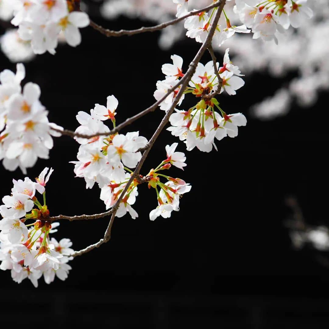 岡本真夜さんのインスタグラム写真 - (岡本真夜Instagram)「#桜」3月28日 8時11分 - mayookamoto510