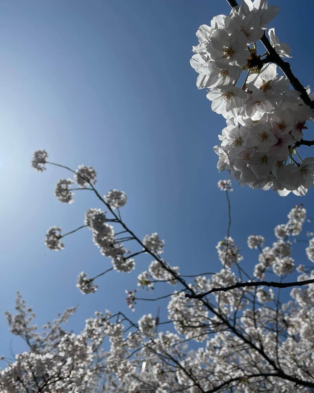 高木ゑみさんのインスタグラム写真 - (高木ゑみInstagram)「本日は高木ゑみの2回目の命日です。 「みなさん、お元気ですかー😆？」と今でも元気いっぱいのゑみの声が聞こえてくるような気がしてなりません。 今年は春雨が多く、残念ながら快晴とはなりませんでしたが、ゑみの命日に丁度桜が満開を迎えています。みなさんも、桜を見たらゑみの笑顔を思い出してくださいね🌸 ゑみが旅立った後にご家族が送られたメッセージも添えさせていただきます。 「ゑみは自分のスタイルを貫き、全力で楽しんだ人生でした。「ありがとう、大好きだよ」を繰り返し、ずっと明るく笑っていました。ゑみのことをいつまでも笑って語り合ってください。ゑみと出会い、ゑみを愛し支えてくださり本当にありがとうございました。」」3月28日 8時12分 - emi.takagi