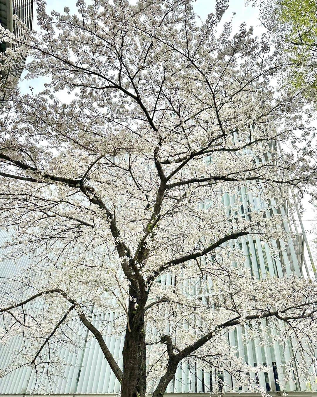 森千晴さんのインスタグラム写真 - (森千晴Instagram)「雨ばかりですが、雨の止み間に傘無しで見られる桜が、あいにくのお天気の中でも癒しです🌸」3月28日 8時23分 - mori.chiharu