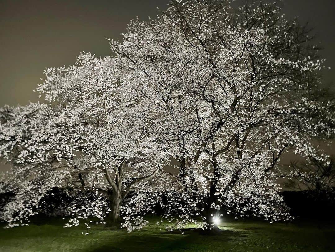 依田司さんのインスタグラム写真 - (依田司Instagram)「3月28日（火） 東京都にある国営昭和記念公園から。 園内には、全部で1500本の桜があり、ご紹介した「桜の園」には、およそ200本の桜が広々した大地に元気よく咲き誇っています。 多くが樹齢５０年以上と言われていて、一本一本の桜が立派なのが特徴です。 広い園内を気持ちよく散策できますが、ちょっと疲れたらベンチでゆっくり、のんびり桜を楽しめますよ。巨大な鏡に映し出された逆さザクラは、映えスポット間違いなしですね。  #国営昭和記念公園 #DoCLASSE #ドゥクラッセ #依田さん #依田司 #お天気検定 #テレビ朝日 #グッドモーニング #サタデーステーション #気象予報士 #お天気キャスター #森林インストラクター #グリーンセイバーアドバンス #プロジェクトワイルド #IPCC伝導者 #japan #japantrip #japantravel #unknownjapan #japanAdvenそture #japanlife #lifeinjapan #instagramjapan #instajapan #療癒 #ilovejapan #weather #weathercaster #weatherforecast」3月28日 8時46分 - tsukasa_yoda