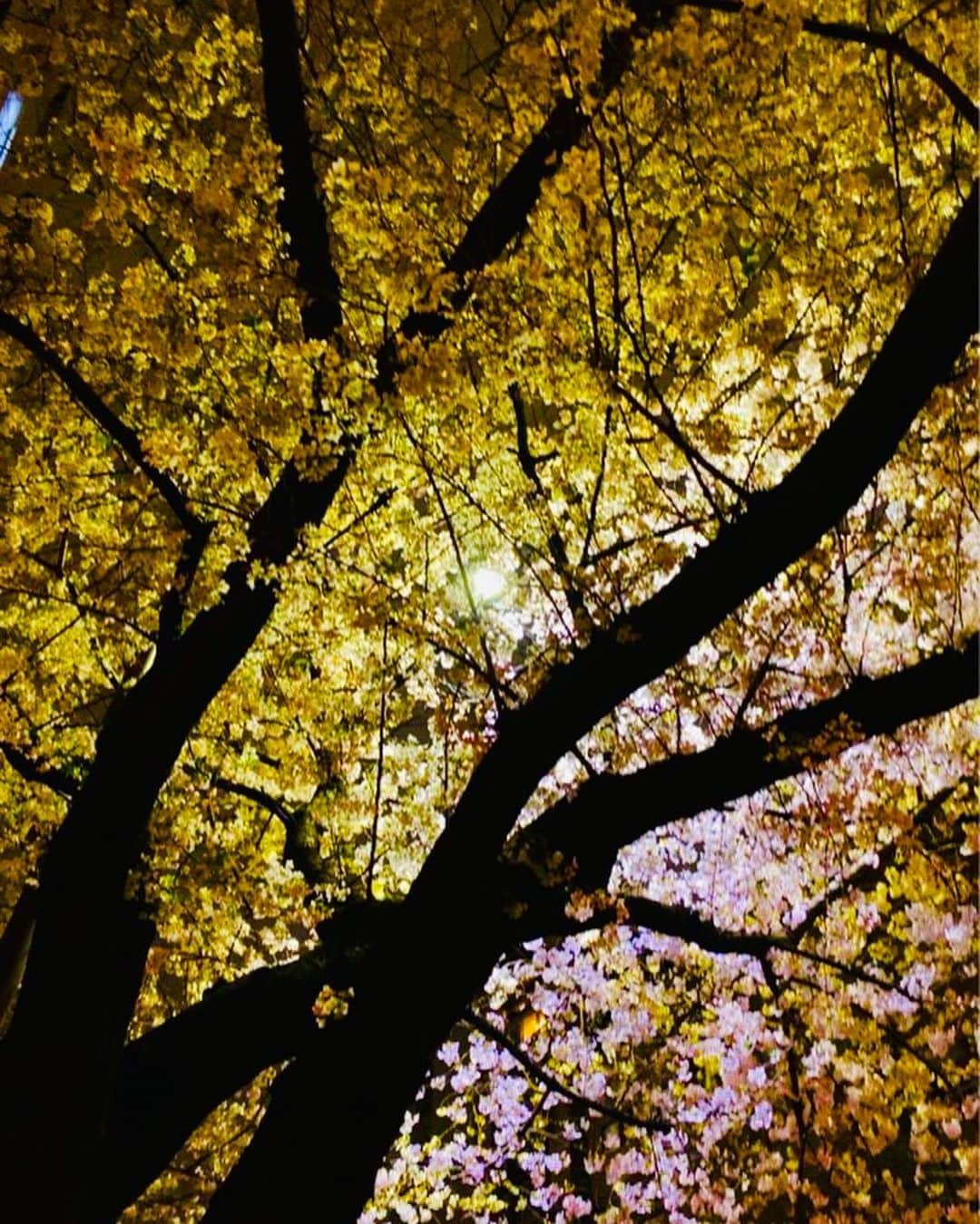 佐伯紅緒さんのインスタグラム写真 - (佐伯紅緒Instagram)「目黒川の桜。  散る前にと思って急きょ見に行ったのですが 今夜は冷えたせいかまだまだ満開を誇っておりました。 あまりの人混みに交通整理してる有様で早々に退散。 心が残って気を取り直し行った明治通りの桜もまた満開。 こっちの方がゆっくり見れました。 こちらは絵に描いたような穴場で、桜並木ひとりじめ。  #目黒川の桜」3月28日 0時36分 - beniosaeki