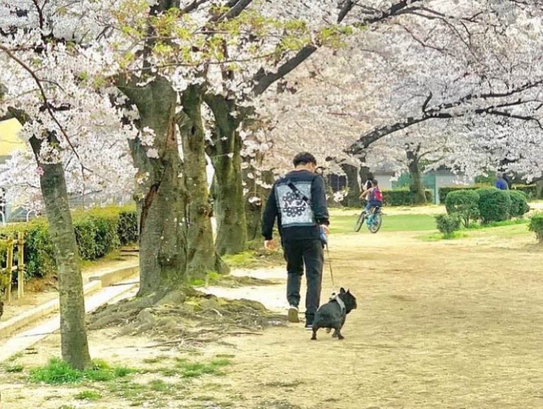 RIKAPEPEさんのインスタグラム写真 - (RIKAPEPEInstagram)「東京で見ていた 目黒川の夜桜は 突然 誰かに電話して 今夜逢いたくなるような そんな 艶やかな桜だった  芦屋で見ている 昼間の桜は 毎年 家族で散歩しにきて 誰かの成長を見守る 穏やかな桜になった  今年は仲間達と一緒に 桜の下にやって来た  〝いのち短し　恋せよ少女 黒髪の色　褪せぬ間に 心のほのお　消えぬ間に 今日はふたたび　来ぬものを”  桜を見ると この唄を思い出す。  今　出逢えた この縁を大事に 日々命を燃やす仲間達と 毎日頑張っていきたいと 思いました。  日々の当たり前に感謝🌸🧚 元気でいてね。 みんな、いつもありがとう。  @masahirocdbjj  @tatsucdbjj  @kotarocdbjj  @seiyacdbjj  @frenchbulldog_unagi」3月28日 0時36分 - rikapepe