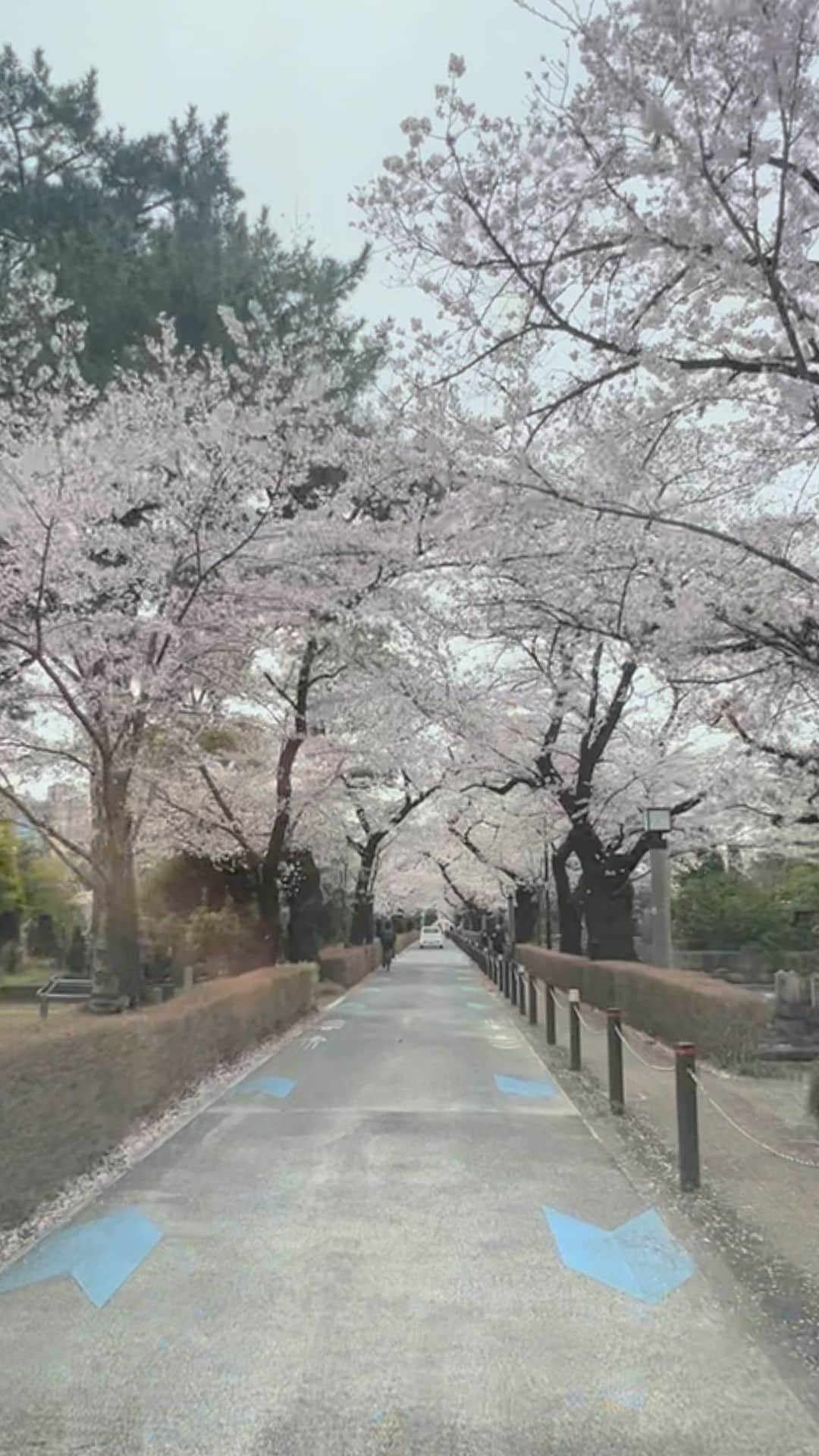 セロのインスタグラム：「#cherryblossom #sakura #tokyo」