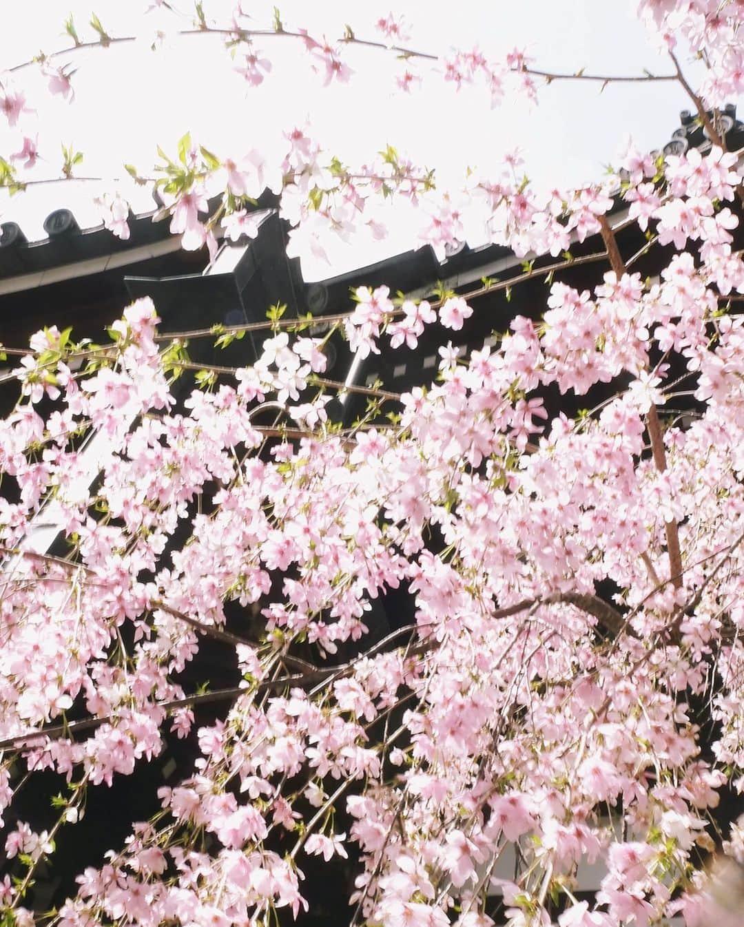 永原真夏さんのインスタグラム写真 - (永原真夏Instagram)「W Spring Tour 京都公演とっても楽しかったね」3月28日 0時46分 - suika1ban